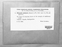 Clitocybe nebularis image